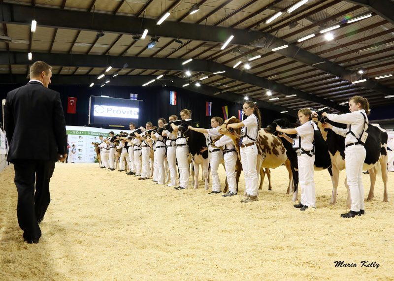 Iwan Rhys Morgan judging at the National Dairy Show, Millstreet 2014