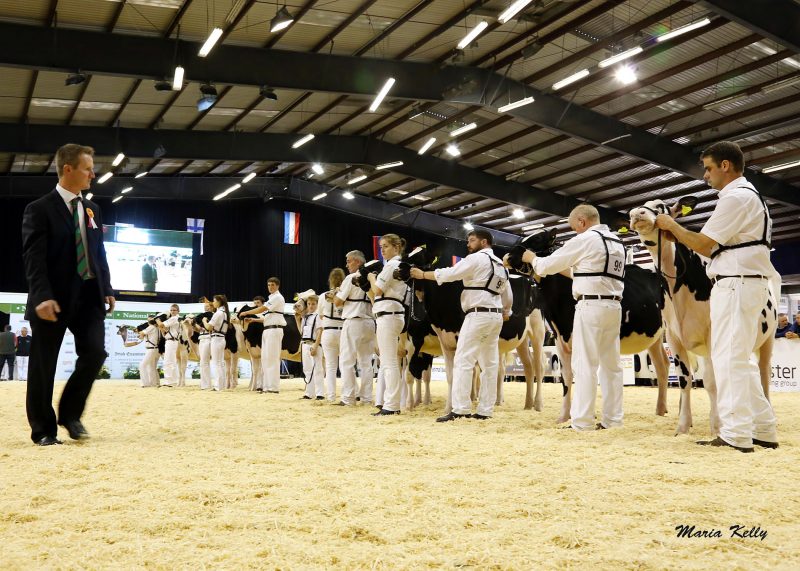 Iwan Rhys Morgan judging at the National Dairy Show, Millstreet 2014