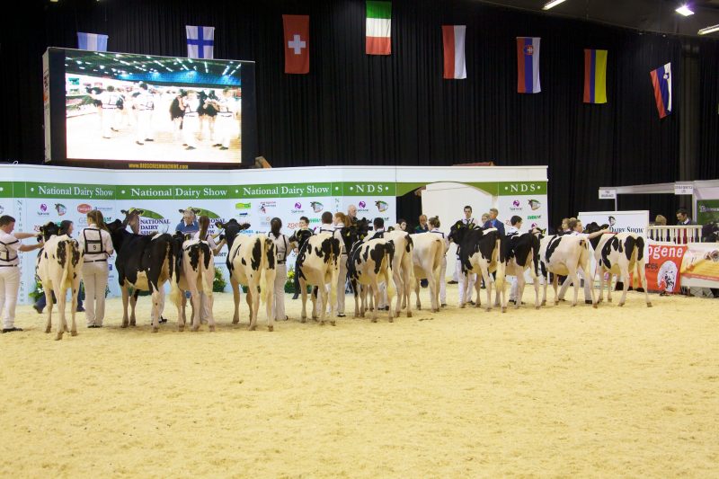 National Dairy Show 2013, Millstreet, Cork, Saturday, 19th October.