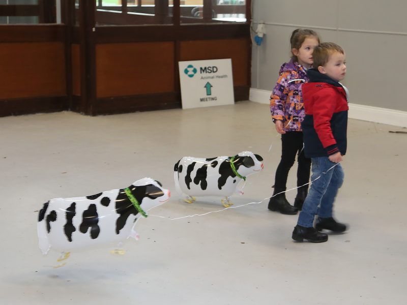 Taking the MSD Cows home