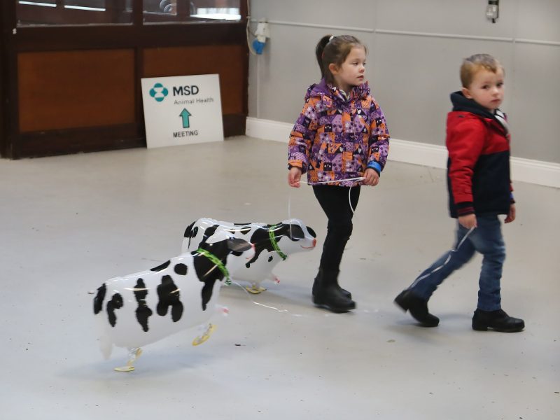 Taking the MSD Cows home