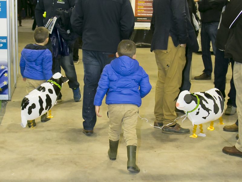Taking the MSD Cows home