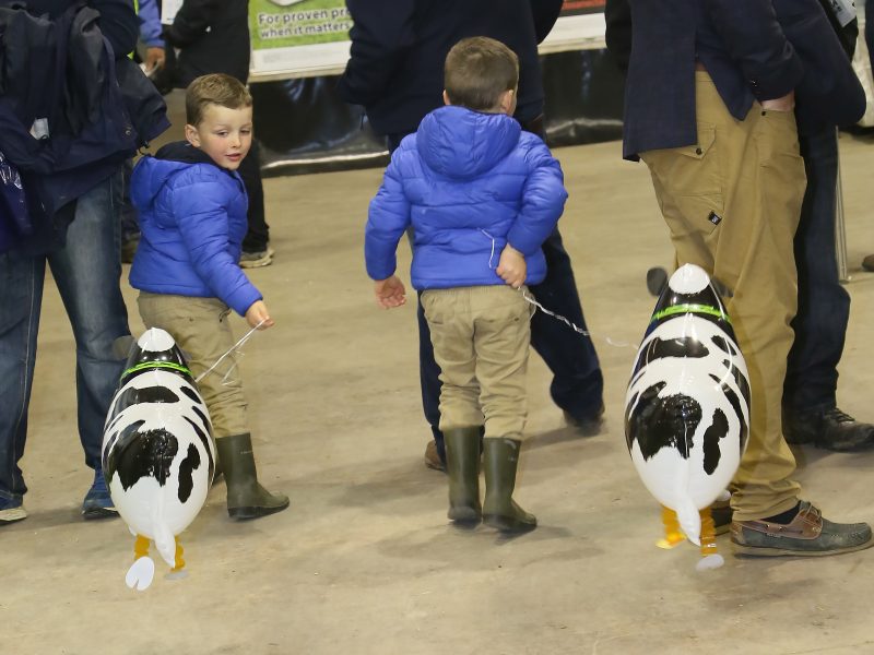 Taking the MSD Cows home