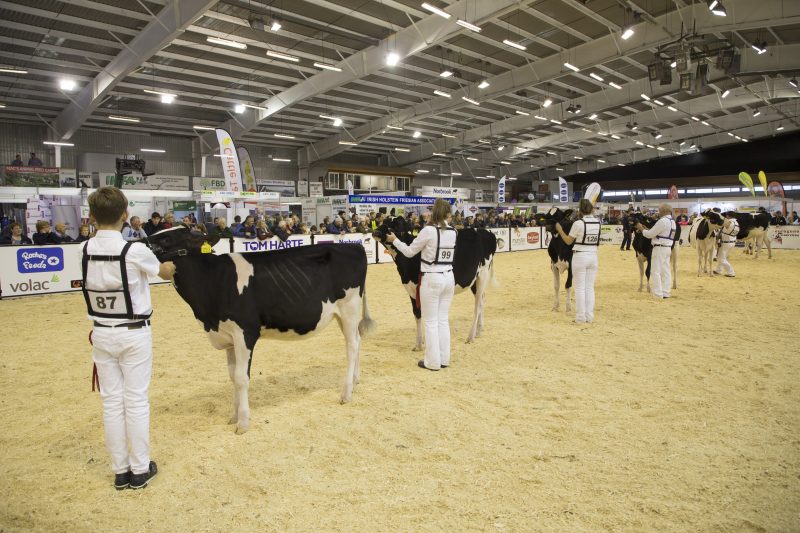 Young Handlers at the National Dairy Show, Millstreet.