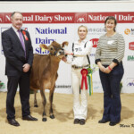 Class. 4J Jersey Heifer born before 31st December ‘22 Not in milk - Judge, Ashley Fleming, 1st Jones Ferdinand Cupid exhibited by Gary & Izzy Jones, Izzy Jones, Handler with Avril Helen, Jersey Cattle Society