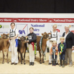 Jersey Junior Championship, Judge, Ashley Fleming, Honourable Mention, Gabriel Chrome Rose exhibited by Robert Shannon, Sarah Shannon, Handler, Reserve Champion Rathard Choco Dream D Chalain exhibited by Peter & Paula Hynes, Georgina Hynes, Handler, Champion Jones Ferdinand Cupid exhibited by Gary & Izzy Jones, Izzy Jones, Handler with Rory and Ted Jones, Ursula Forrest, Cork Holstein Friesian Breeders Club President, and Sponsor, Stephen Lyons (Univet)