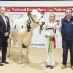 Class 12 Junior 3 yr old Heifer/Cow in Milk born between 1st Sept ‘20 - 28th Feb ’21 - Judge, Ashley Fleming, Jones Lambda Twizzle exhibited by Gary & Izzy Jones, Handler, Izzy Jones with Sponsors, Kevin Quilter (AHV)