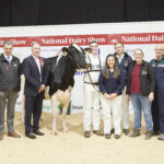 Class. 17 4 yr old cow in milk born between 1st Jan & 31st Dec ‘19 - Mike Denison (Semex), Sponsor, Judge, Ashley Fleming, winner Eedy Doorman Fame VG 89 exhibited by R&S, J&L Helen, Handler, Brendan Greenan, with owners Laura, Jason, Sylvia and Robert Helen, Sponsor, John Tobin, (Munster Bovine)