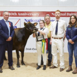 Class. 16 Jersey Cow in Milk - Judge, David Jones, winner Ballyealan Tequila Louise exhibited by Tom Lynch, Handler, Emma McNamara, Tom Lynch, Conor Lynch with Sponsor, Mary O’Connor (MSD)